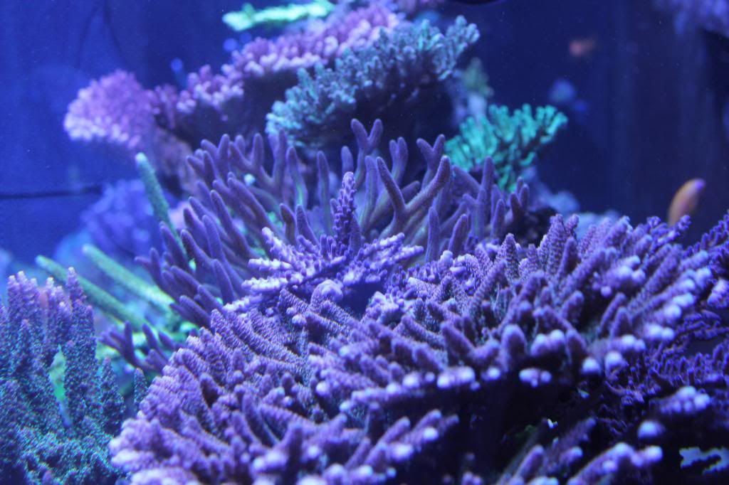 chemiclean reef tank