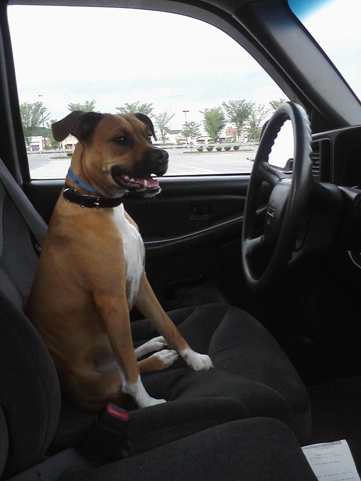 drivindog_zps7b600167.jpg