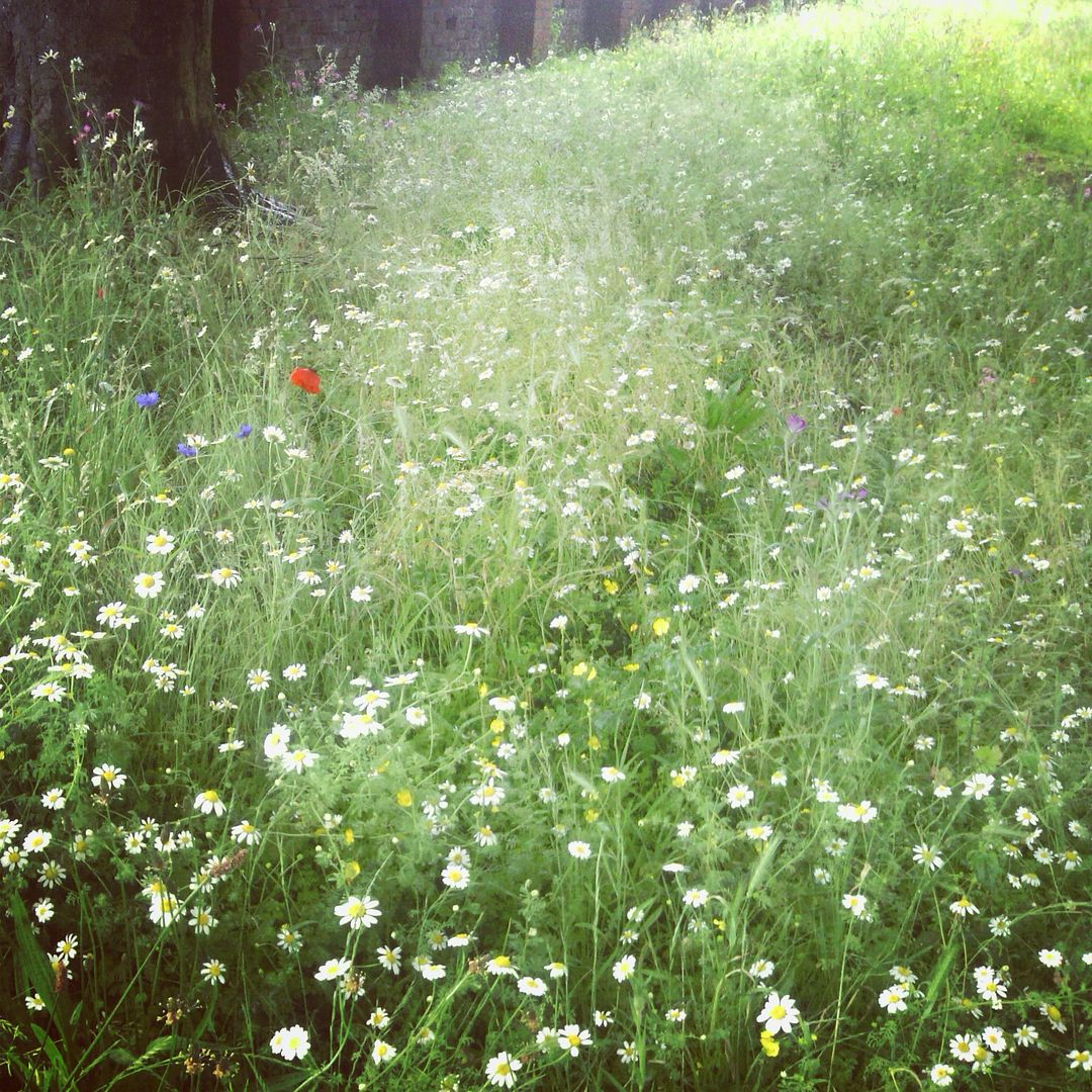 Around Here - Wild Flowers - Gathering Beauty