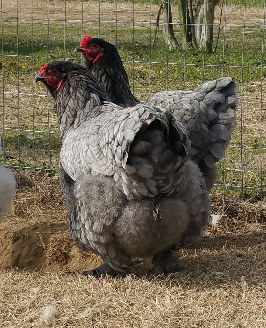 10 BLUE/SPLASH BRAHMA CHICKS (1-2 weeks old) (Auction ID: 129587, End