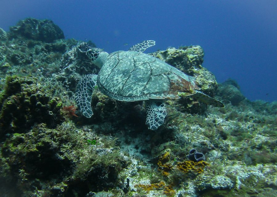 Coz-May-Sea-Turtle-Reef_zps107c6d7b.jpg