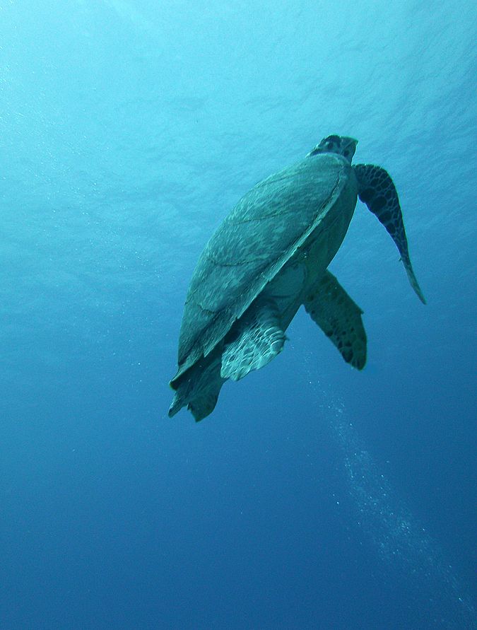 Coz-May-SeaTurtle_zps08a67438.jpg