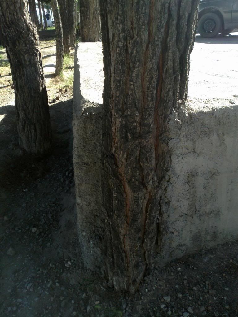  photo Tree_zps2032a413.jpg