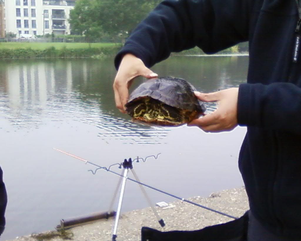 Schildkroeter1 photo Foto-0457_zps86ec9337.jpg