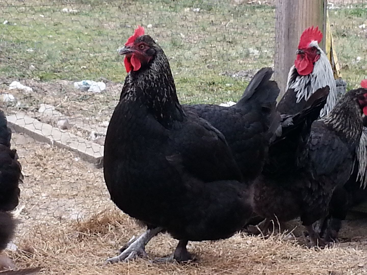 8 BIRCHEN MARANS CHICKS ( 1 WEEK OLD) (Auction ID: 118196, End Time ...