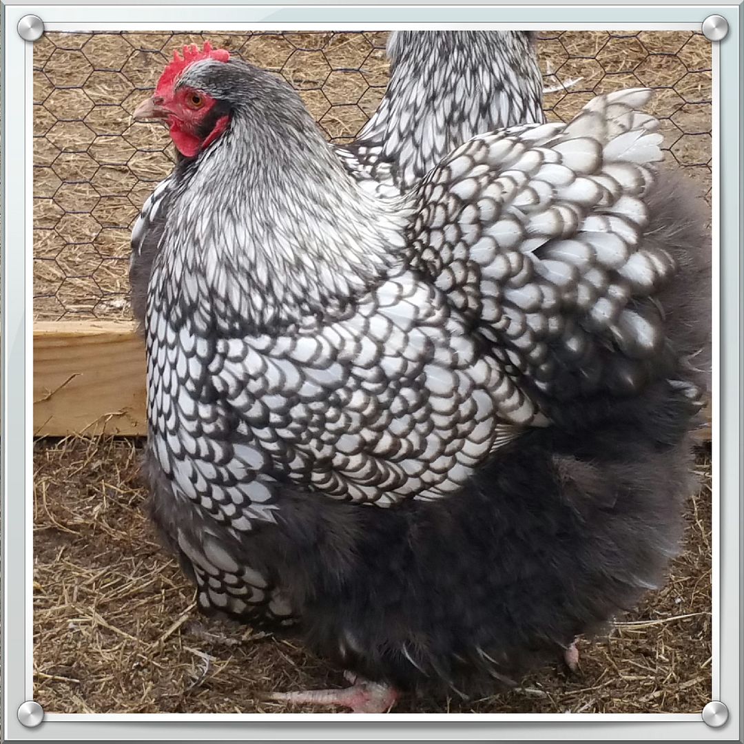 Directly from EWE CRAZY FARMS line 8 English Silver Laced Orpington ...