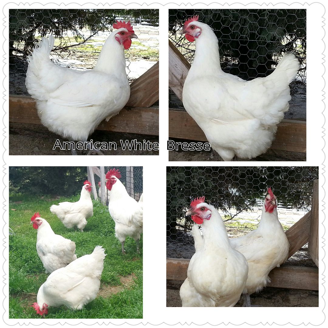 12 White Bresse Chicks 2 weeks old (Auction ID: 157675, End Time : Jun. 13, 2021 21:00:00 ...